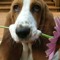 cornelius_clip