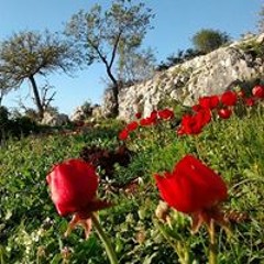 Mohamad N Rima Abbas