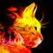 Feline Flame