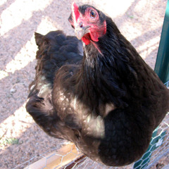 chickensaredinosaurs