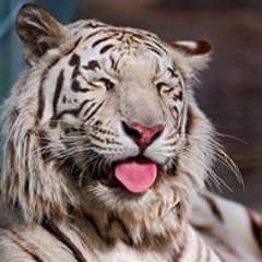 Kratae Davilcat Blackchip