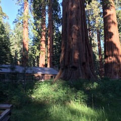 9 Yuba Pass Dawn