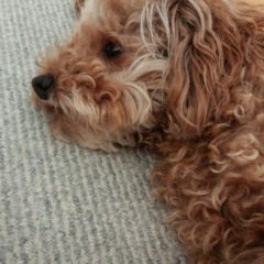 Taishi
