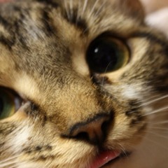 Lordbaconcat