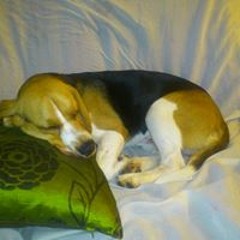 Josep Ramon Vilanova