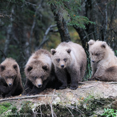Grizzly and The Bears