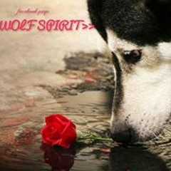 Robert Vandemeulebroecke