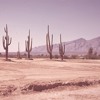 Cactus Lunar avatar