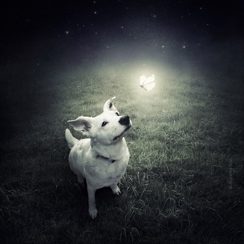 via Mòe Gemini