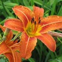 Carol Pearson Switzer