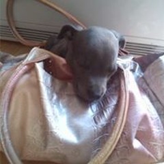 Tez Terri-Anne Milner