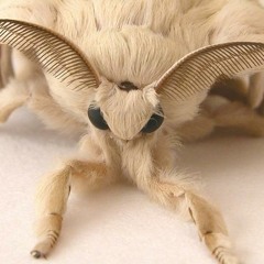 Fatmoth