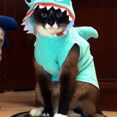 The Shark Cat
