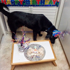 Daniel Fernandez 251