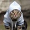 Gato Staylah'!