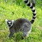 leopard-print-lemur