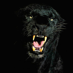 TIGERJEDDAH18
