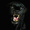 TIGERJEDDAH18