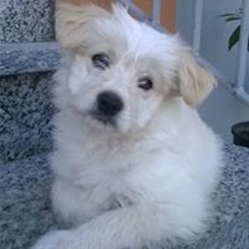 Stream Katia Santoro music Listen to songs, albums, playlists for