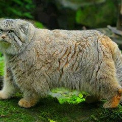 Manul//