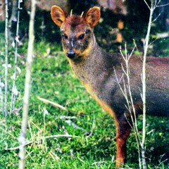 Pudu Puda