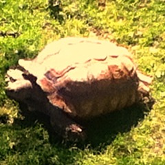 The Turtle of Style