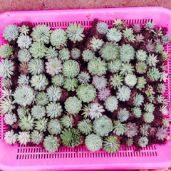 kim jonghyuk (tojong)