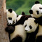 Panda Love Baby