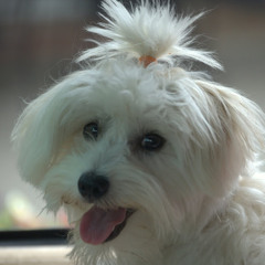 Chris Alfie