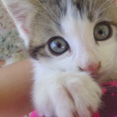 Andreea Maria Anghelescu