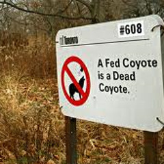 Dead Coyote