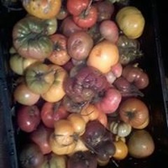 Johanna Schumacher 1