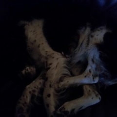 countrytwittytoblake