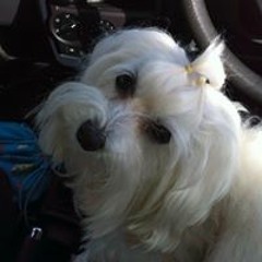 Candace Vella Bencini