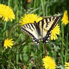 Rebecca Napoleon-Bentley