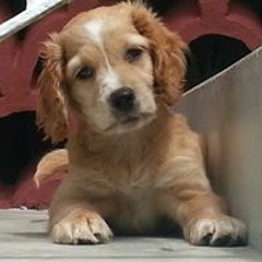 Omari Hoggy Harriott