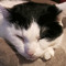BouncingCat