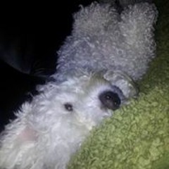 MasterThomas McGeough