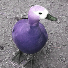 LoonsOfficial