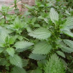aPatchofNettles