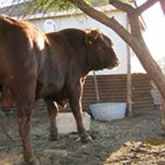 Kgomotso Patrick Makete