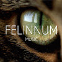 Felinnum