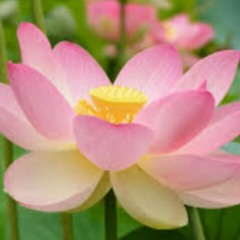 littleflower222