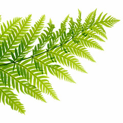 miyuru