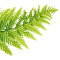 miyuru