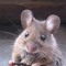 MargetheMouse