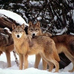 Le loup et la horde