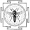 dovesizedwasps