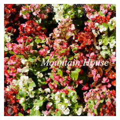 Timber & Tall (Official)