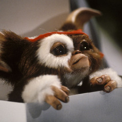 Shaunieboy B Detalla